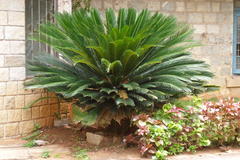 Cycas revoluta